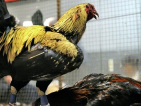 Đá Gà Trực Tiếp- Đăng Ký Chơi Đá Gà Miễn Phí